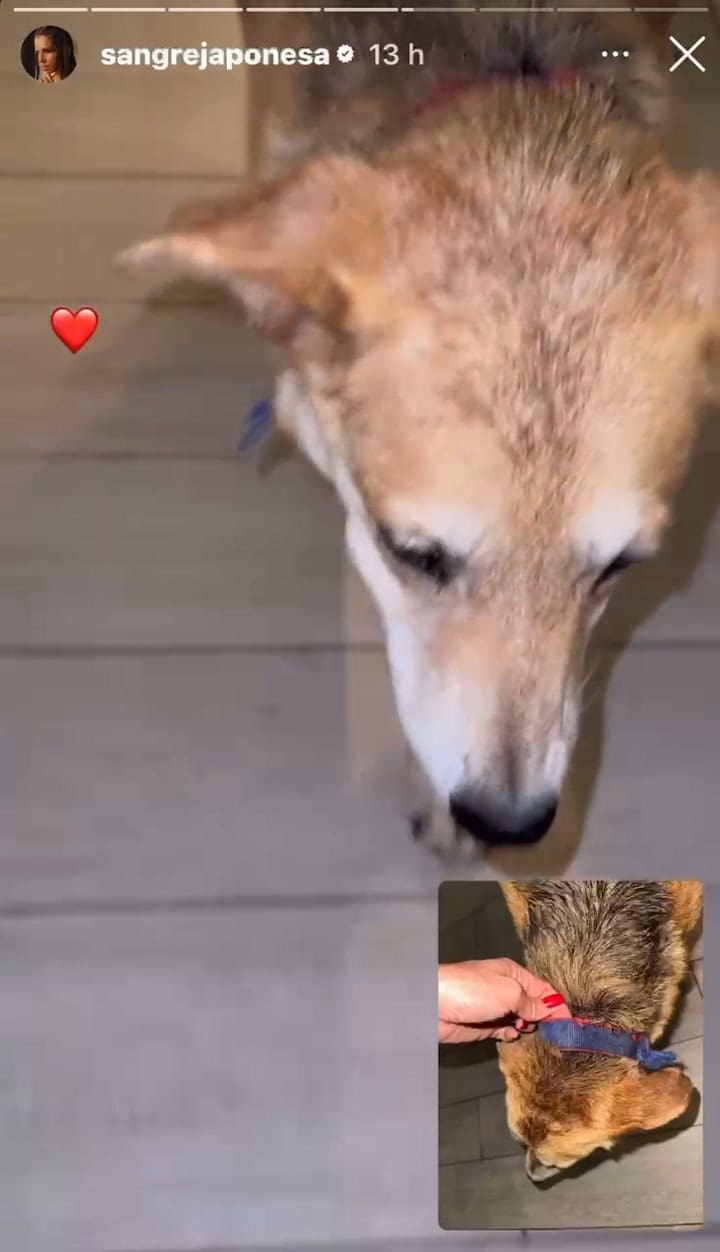 El perro que rescató la China Suárez en noviembre de 2024