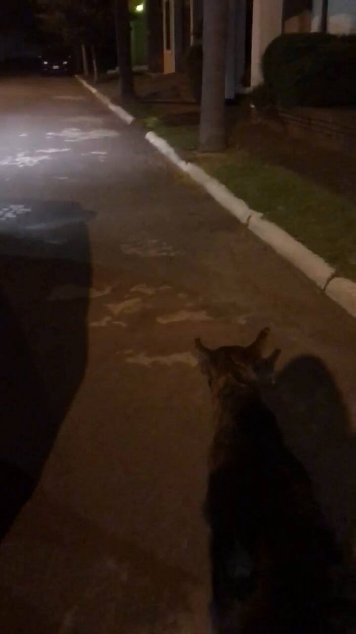 Tigre, el día de su rescate camino a casa