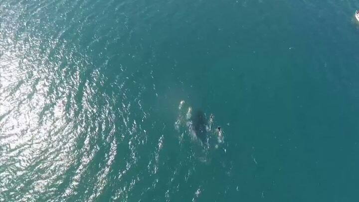 Nadar con enormes tiburones ballena al norte de México