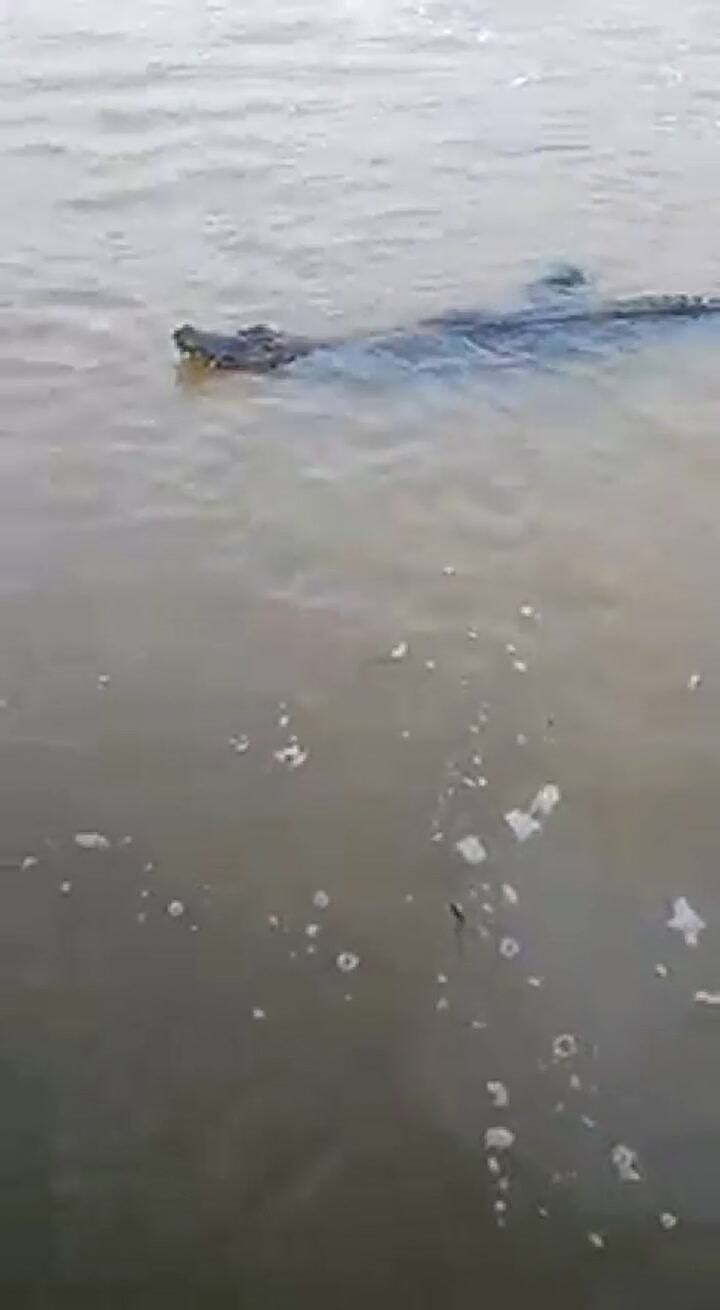 Paseaban en catamarán en el delta de Tigre y apareció un yacaré