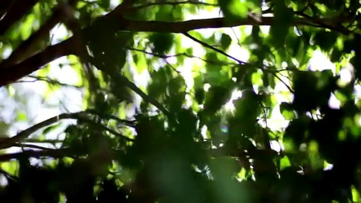 Nació sin brazos y se transformó en una artista con magia en los pies