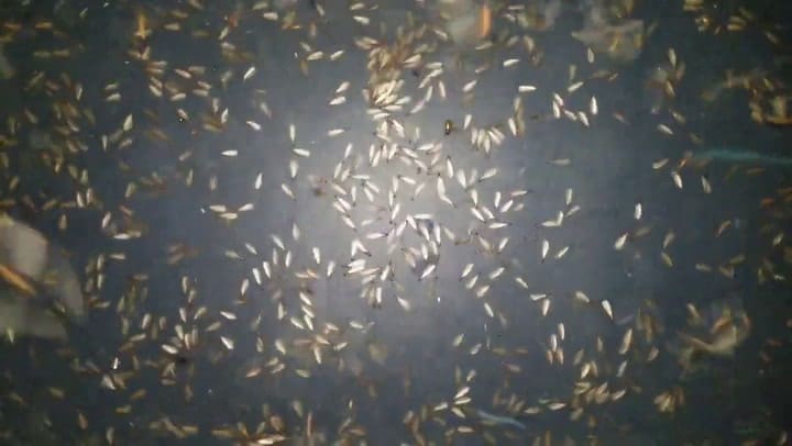 Video De Termitas En Florida