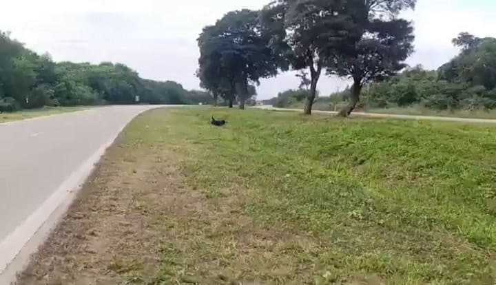 Murió un empresario de Salta tras chocar con un toro