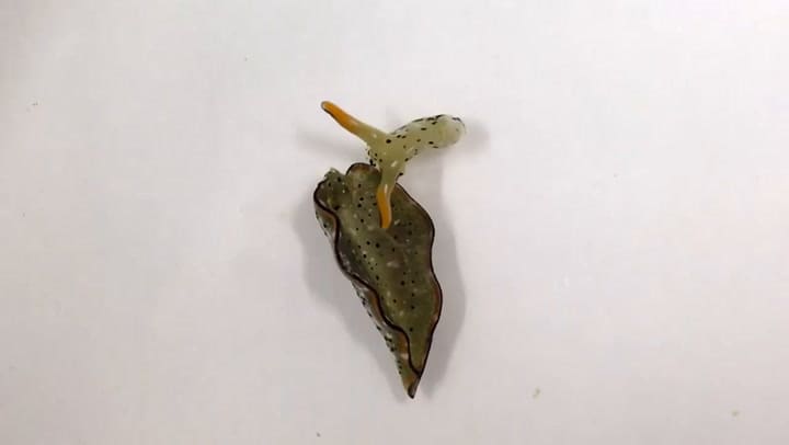 Descubren una babosa capaz de crear un nuevo cuerpo con corazón y órganos internos