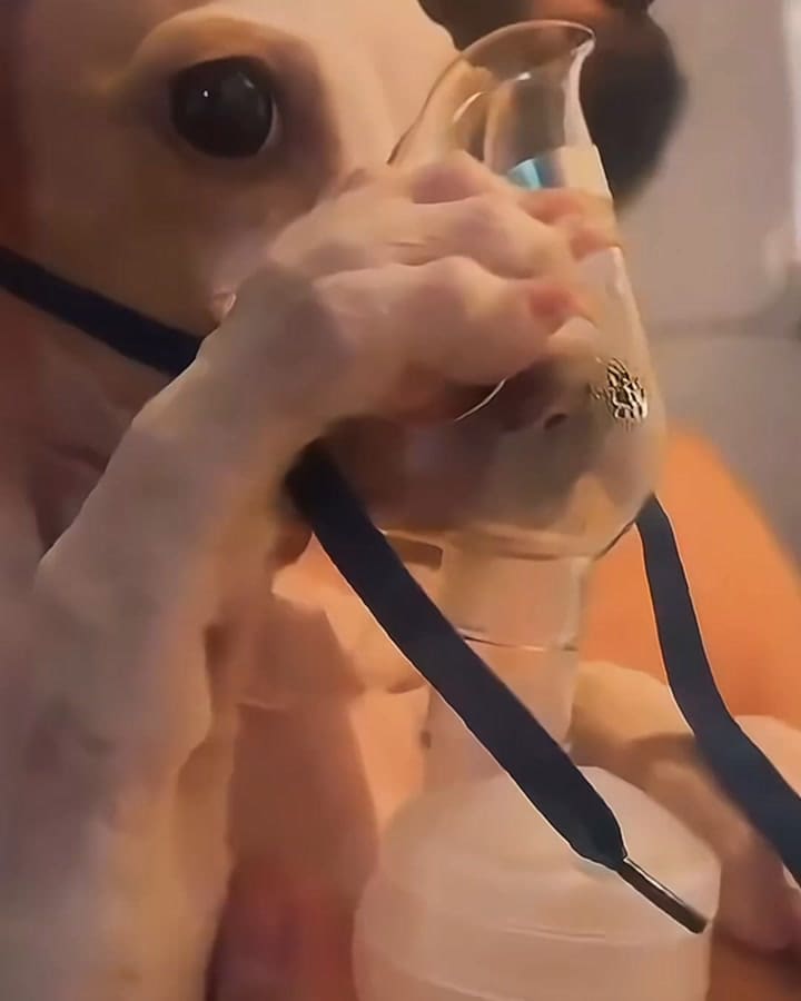 Tunico el perro que usa sus patas para nebulizarse
