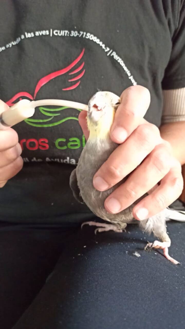Paquito tuvo que ser alimentado de forma artificial