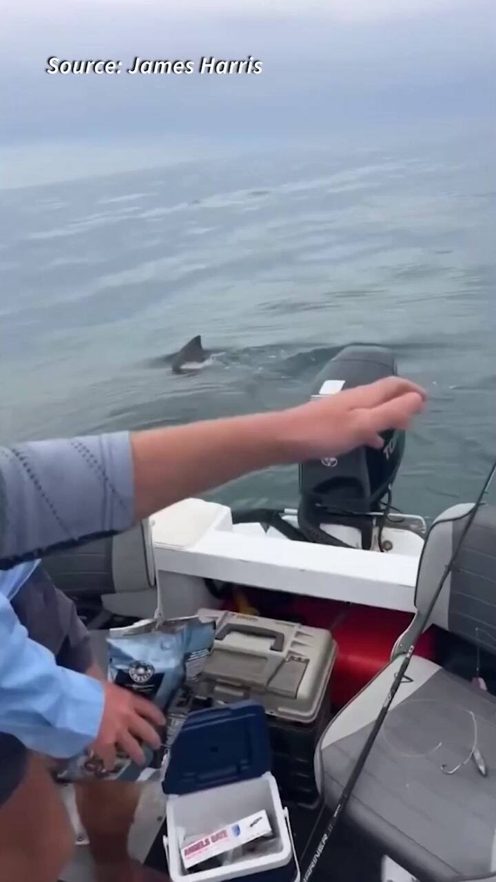 Un tiburón de 5 metros asustó a unos pescadores en Australia