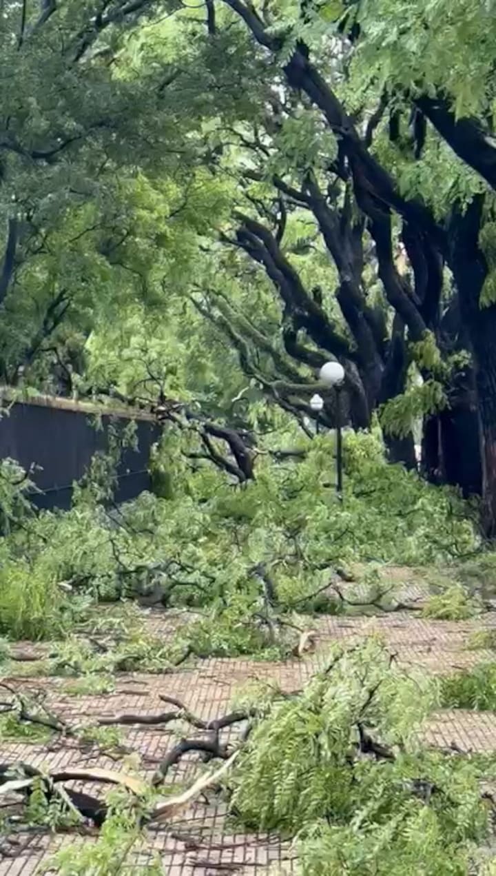 Árboles caidos en Palermo