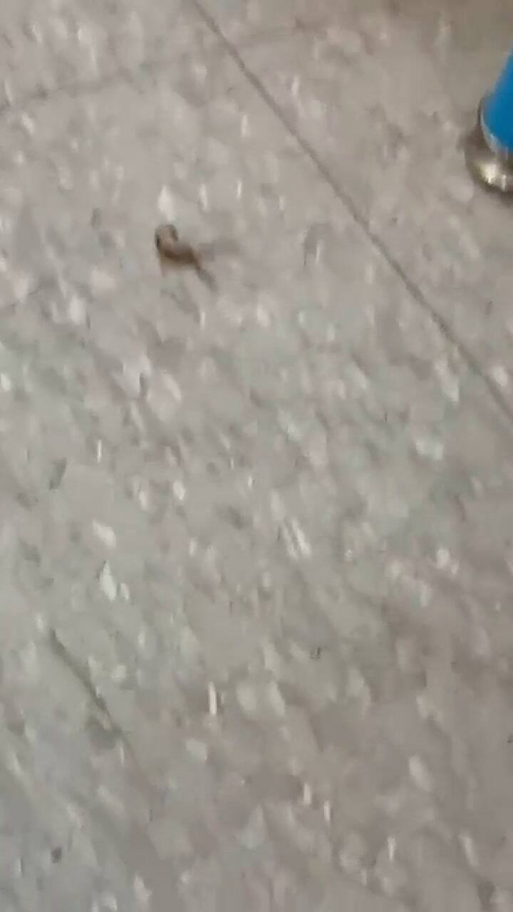 Alacrán hallado en la Escuela 'Lengüitas'