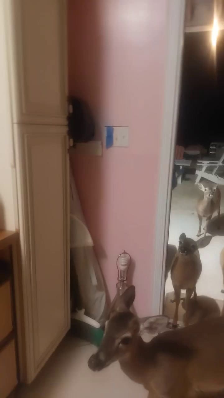 Alimentó ciervos en peligro de extinción en Florida y ahora está detenido con problemas legales mucho más graves