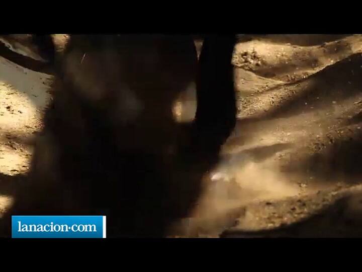 Polito' Ulloa, Domador de Caballos