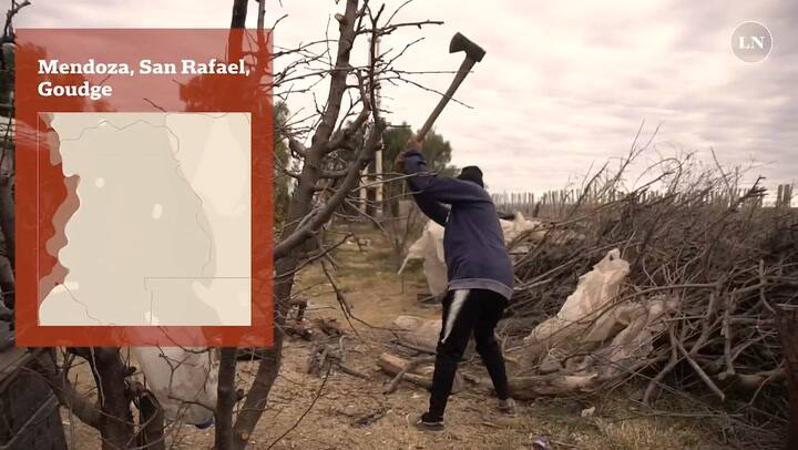 Jesús trabaja en la cosecha de uva y de durazno y lucha por no dejar la escuela