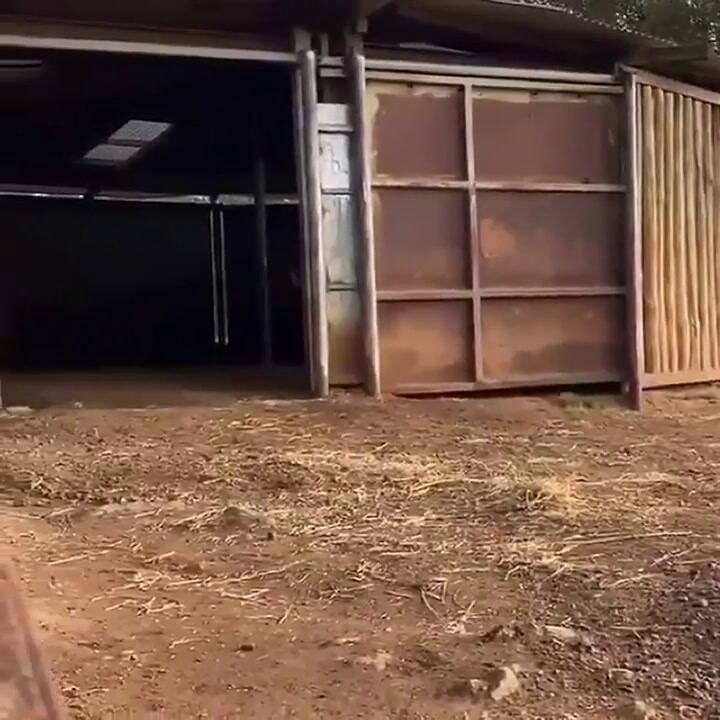 Pura ternura: el video de un pequeño rinoceronte que se volvió viral