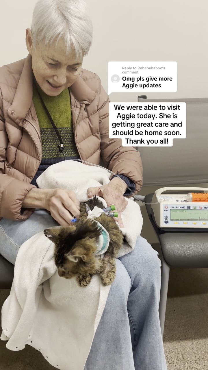 Aggie, la gata que sobrevivió al incendio de Los Ángeles