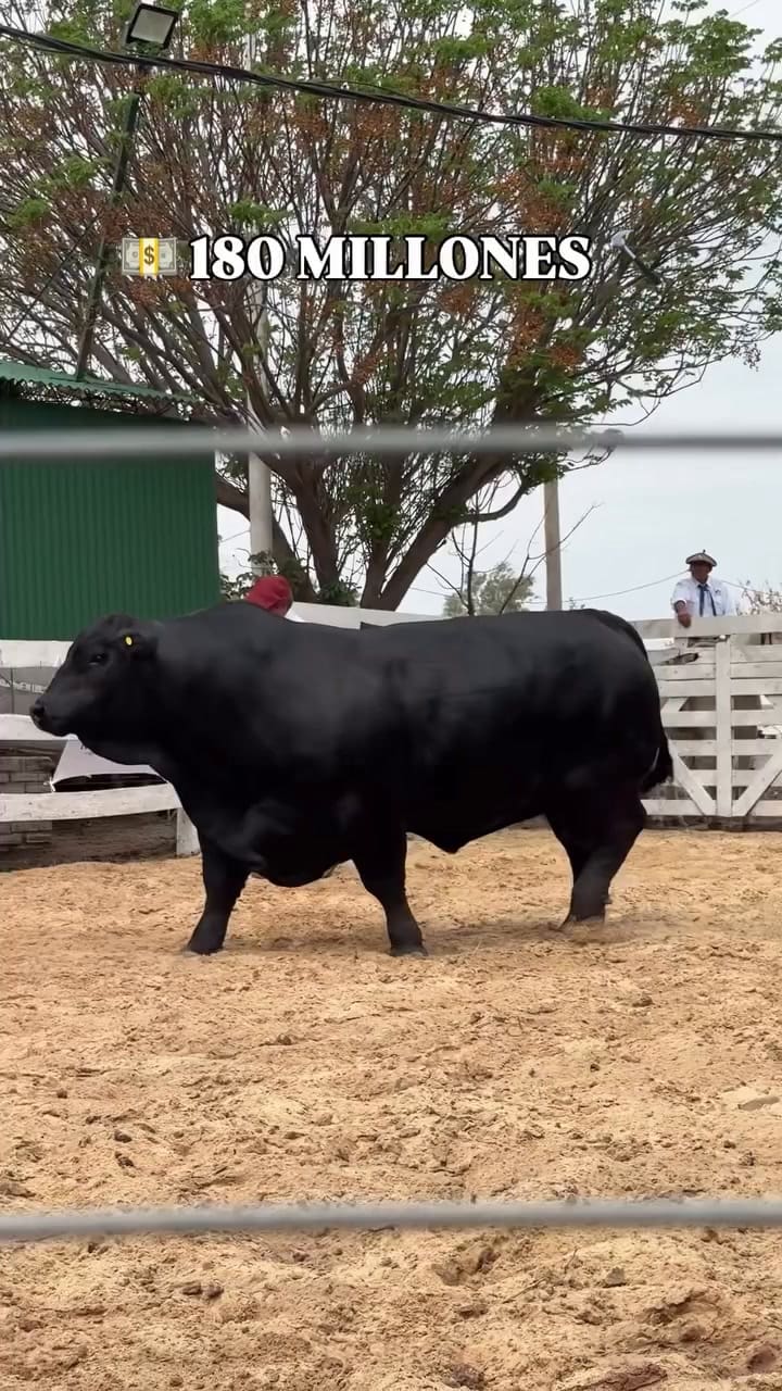 El toro de 180 millones de pesos