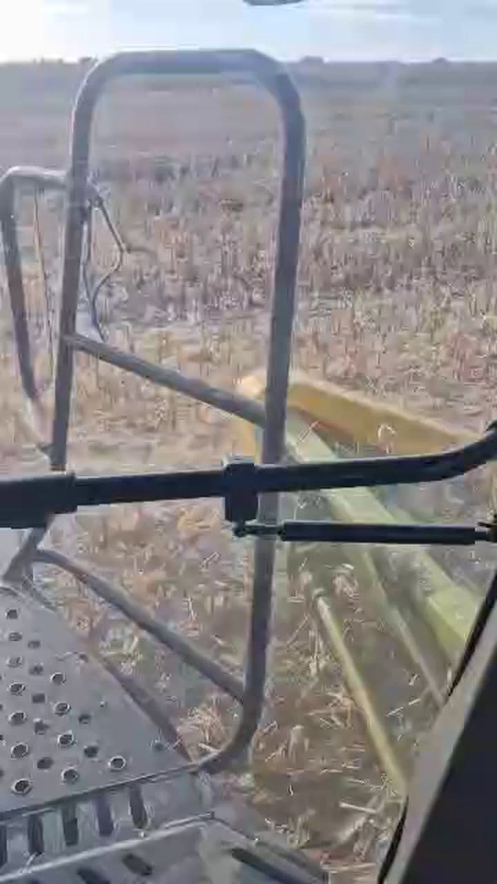 Cosecha de maíz bajo agua en 9 de Julio