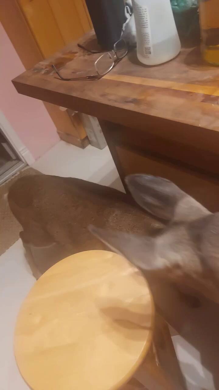 Alimentó ciervos en peligro de extinción en Florida y ahora está detenido con problemas legales mucho más graves