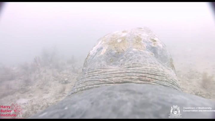 Captan por primera vez a una tortuga que resiste el ataque de un tiburón - Fuente: IFL Science