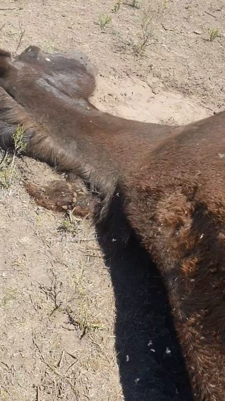 La ONG rescata y rehabilita animales del maltrato y el abandono