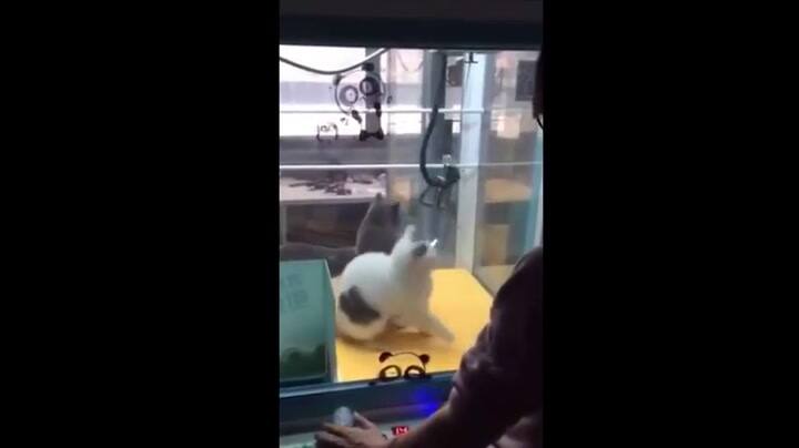 Máquinas de peluches con gatos reales causan indignación en China