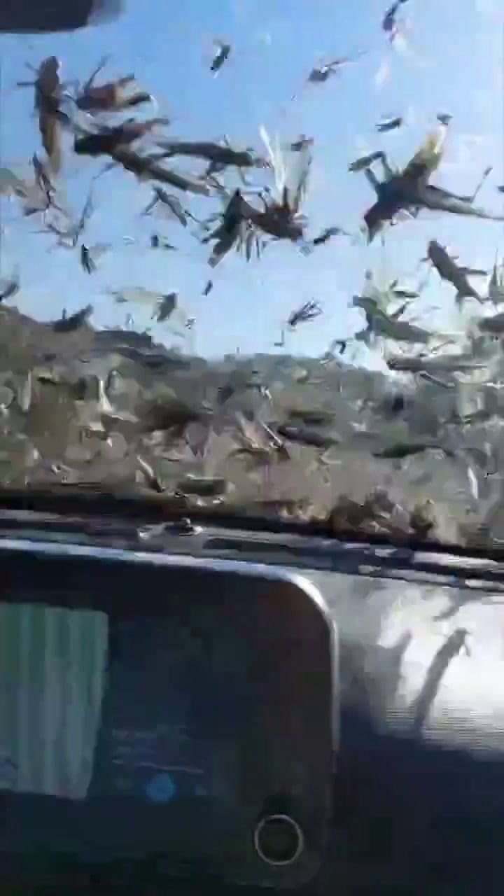 Video de Langostas en Córdoba