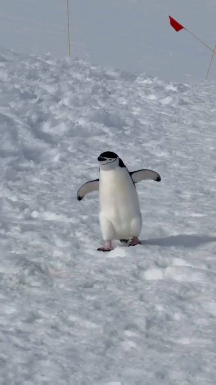 El encuentro de Nicole Kidman con la fauna antártica