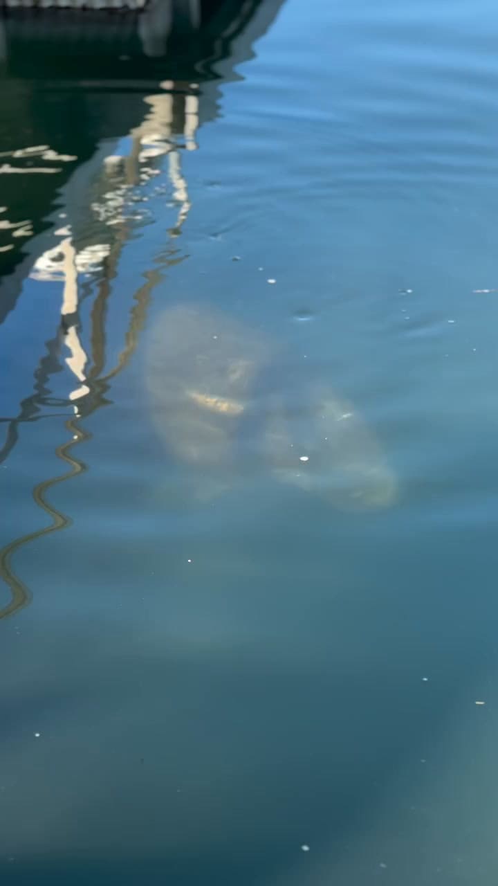 Un manatí fue avistado cerca del muelle en Boynton Beach