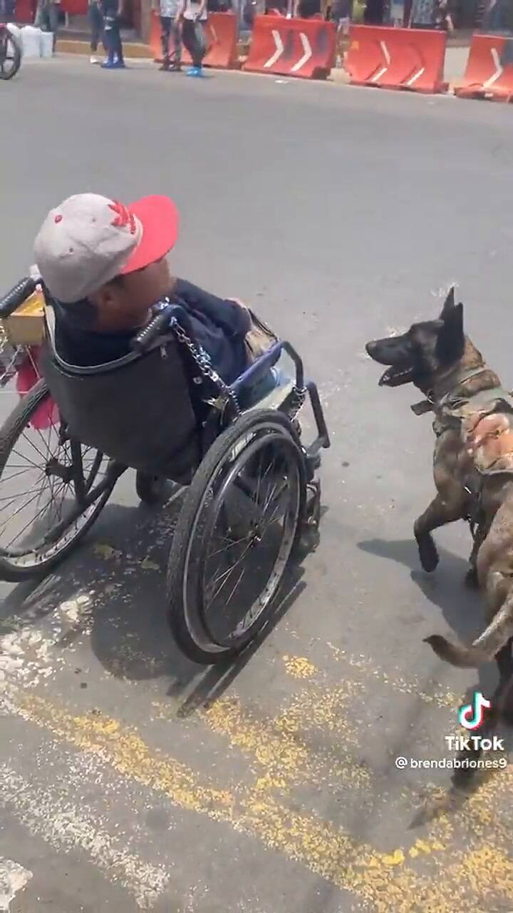 Un perro empujó la silla de ruedas de su dueño para cruzar la calle