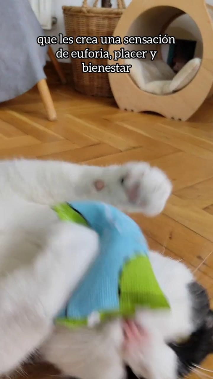 Almohadillas de valeriana para gatos: el truco natural que puede ayudarlos con el estrés