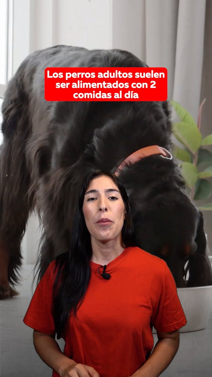 ¿Cuántas veces al día debe ser alimentado un perro?
