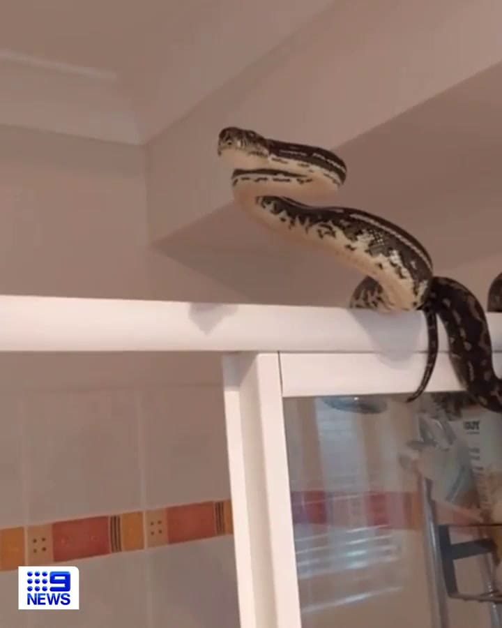 Una serpiente pitón de seis metros sorprendió a un hombre