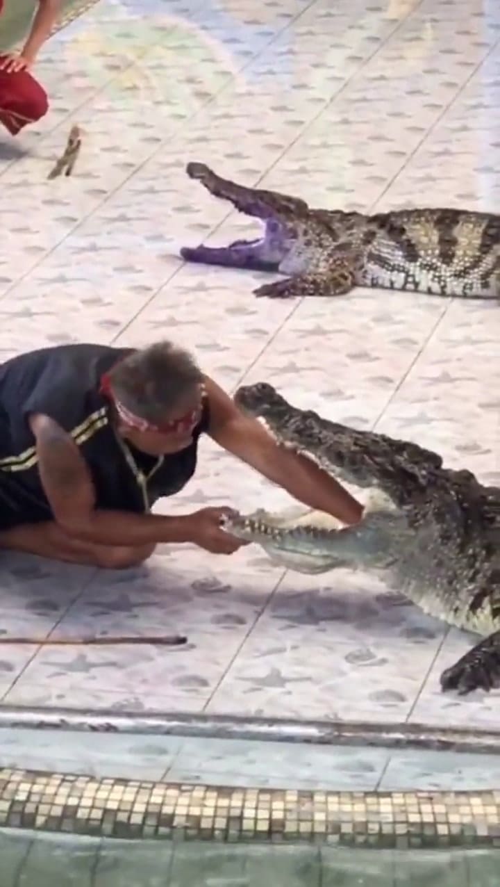 Un cocodrilo mordió el brazo de un domador en pleno espectáculo - Fuente: YouTube