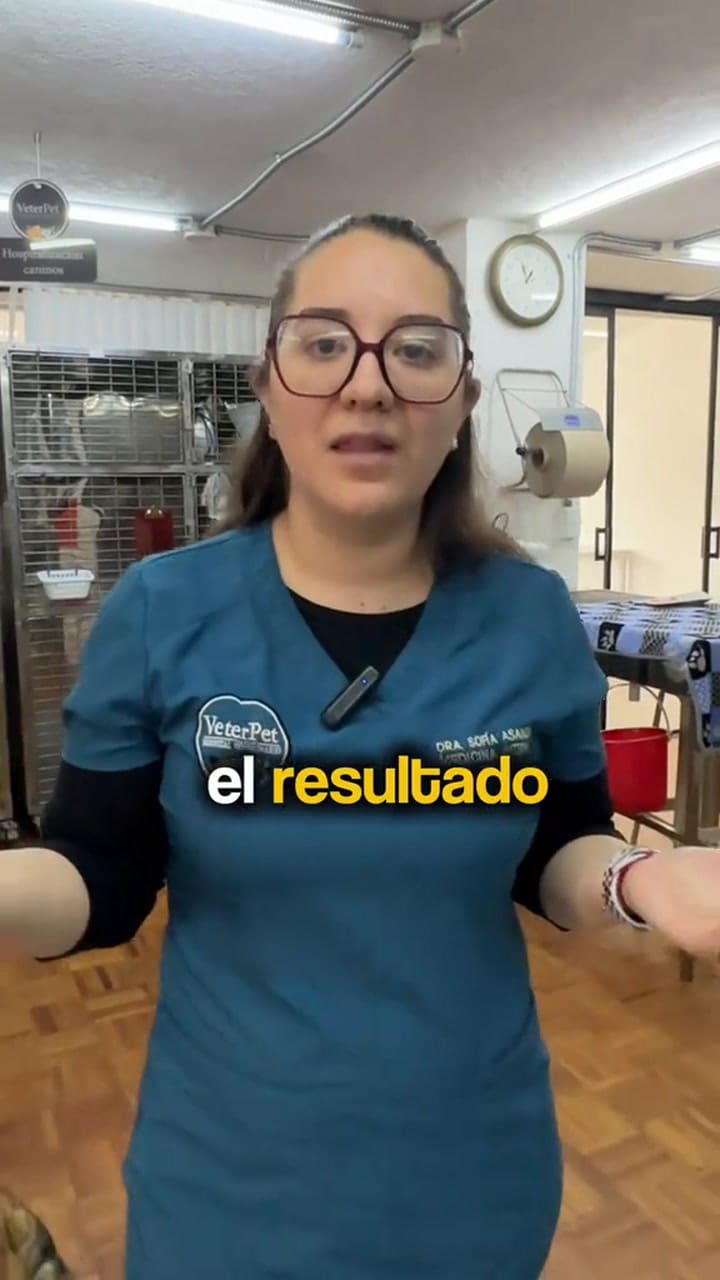 ¿Por qué el chocolate es tan peligroso para los animales?
