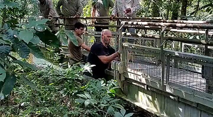 Así rescataban al yacaré en Iguazú