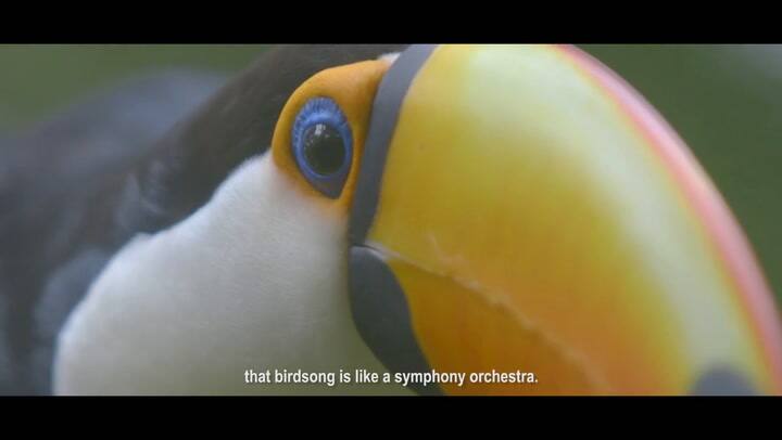 Awasi Iguazu - The Sounds of the Atlantic Rainforest