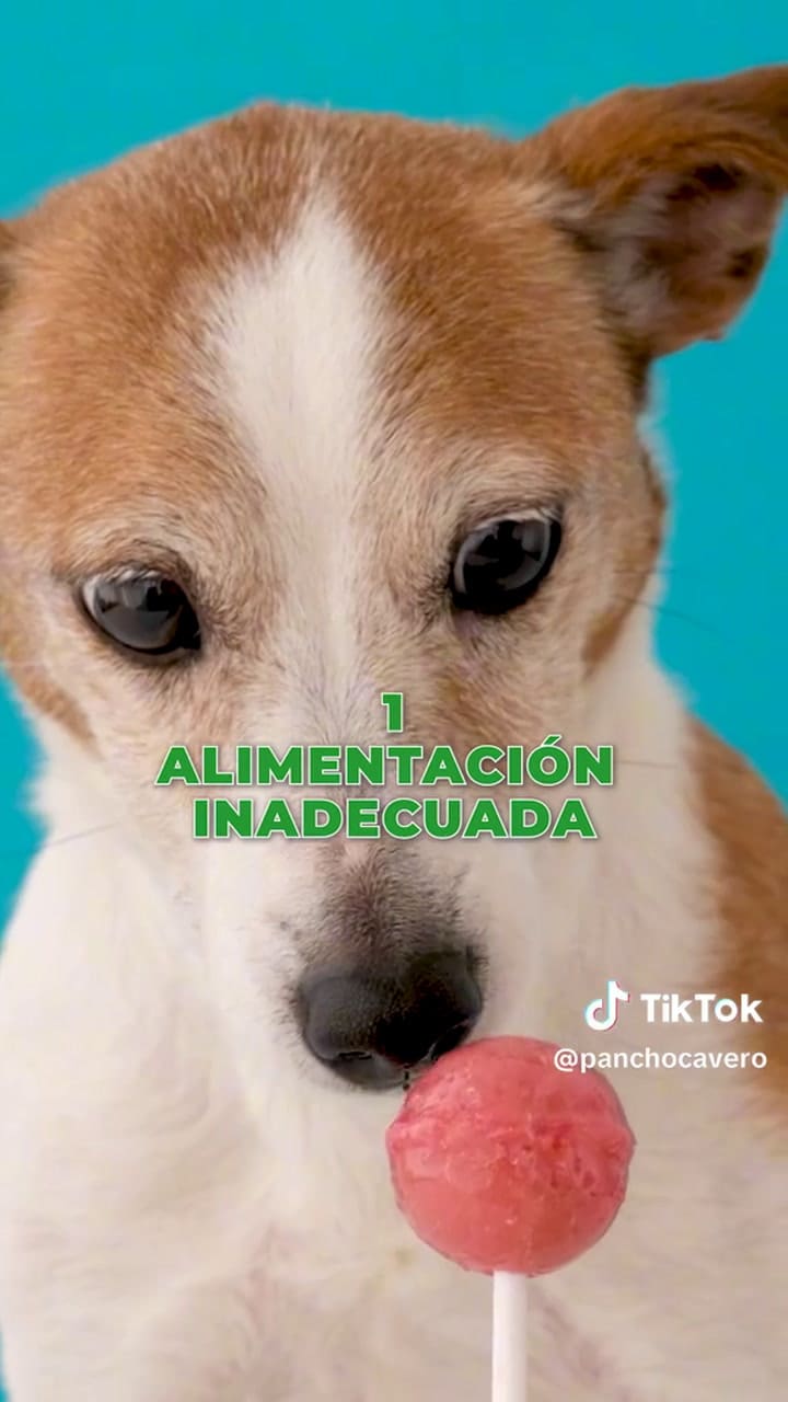 Los errores más comunes que se cometen al cuidar a una mascota