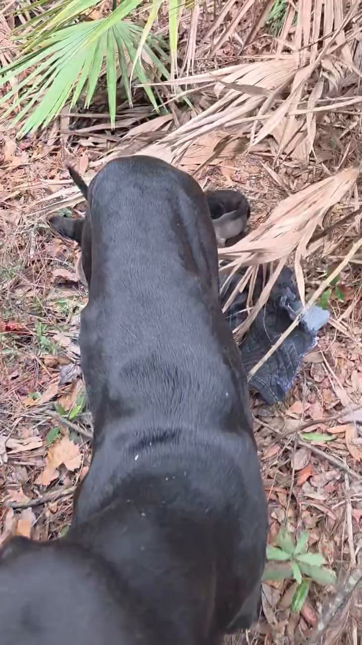 Hallaron a una perra y sus cachorros en un bosque de Florida, Estados Unidos