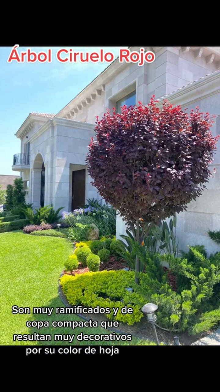 La ventajas del árbol del ciruelo