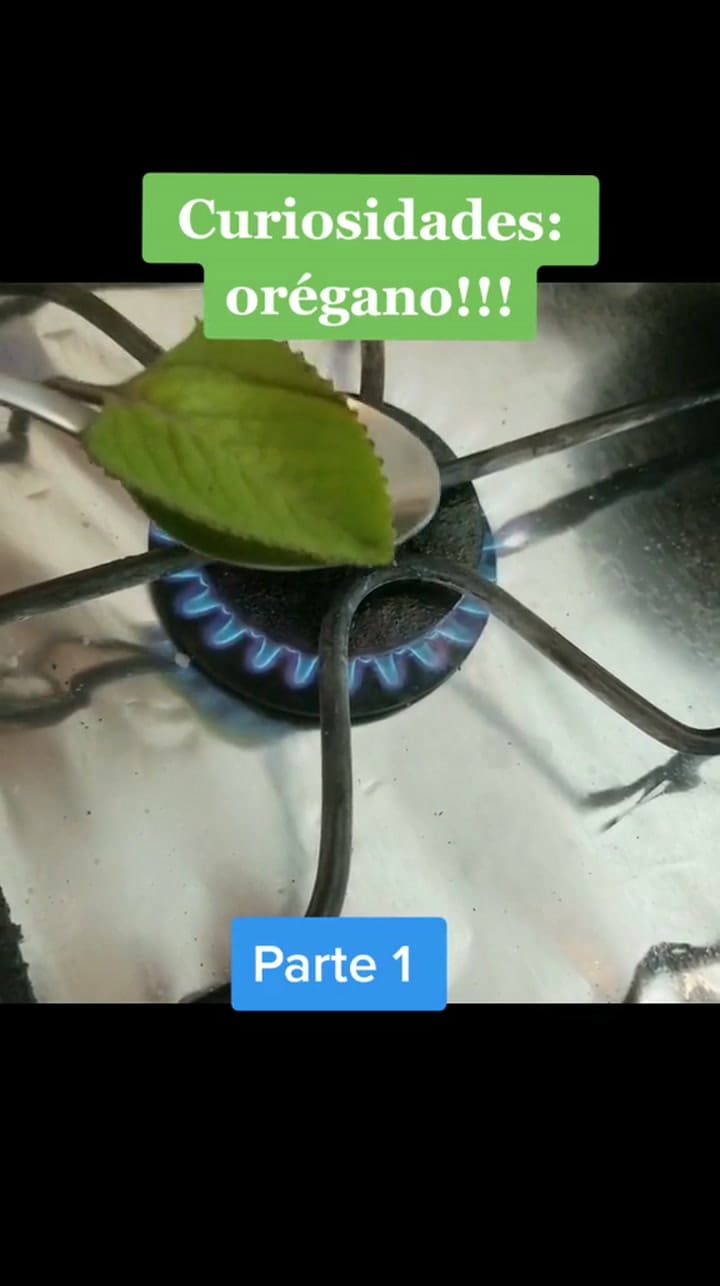 Las propiedades del orégano