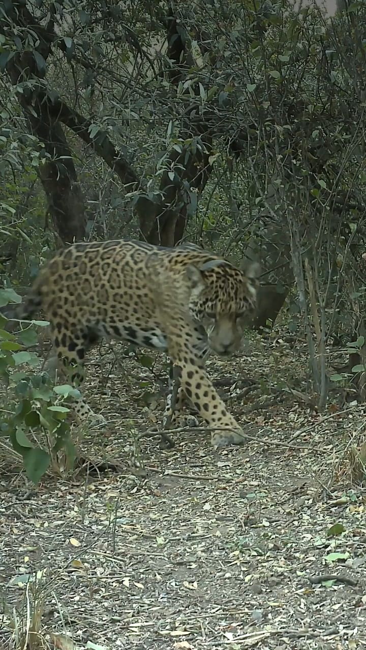 La liberación de Acaí en El Impenetrable