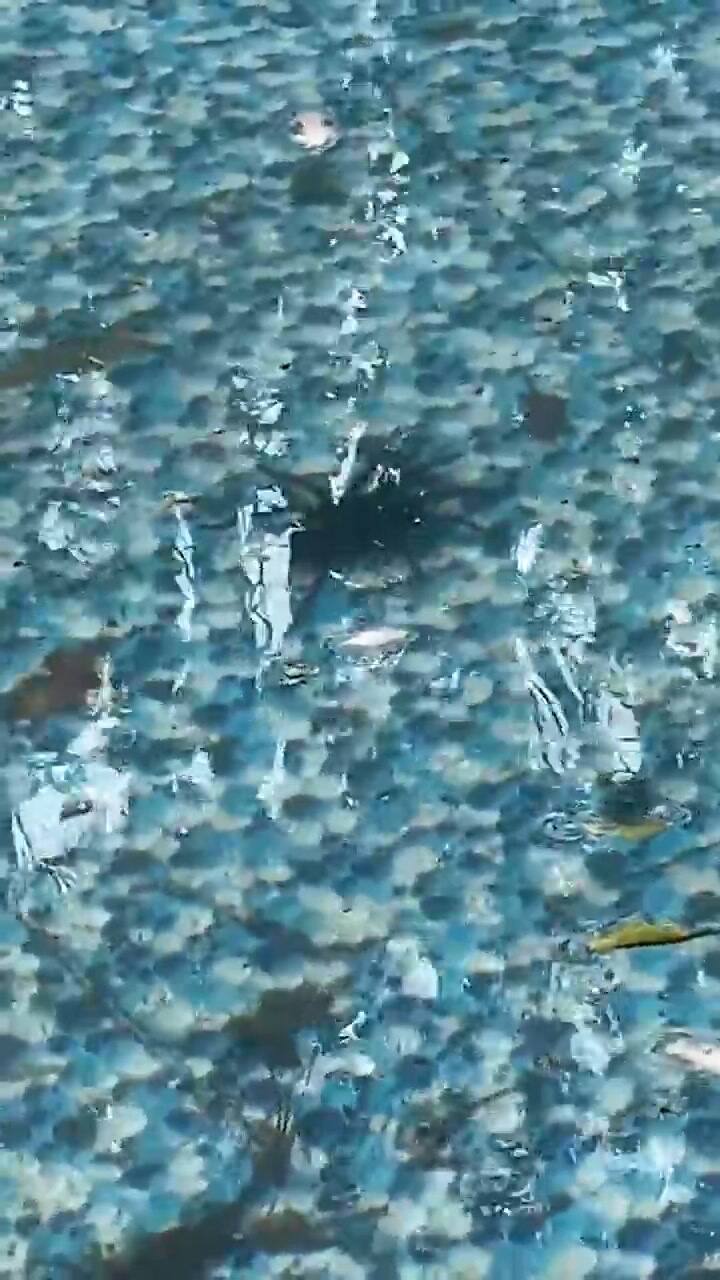 Fue a limpiar su pileta y se llevó el susto de su vida