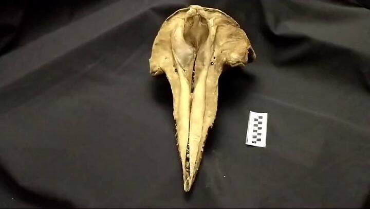 Hallan cráneo de delfín de hace 5000 años en San Pedro