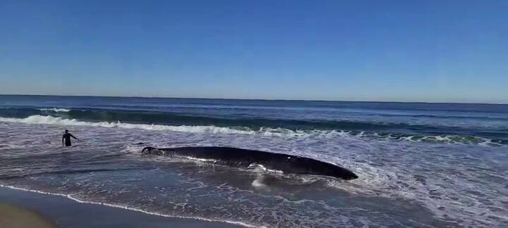 La enorme criatura marina que causó sorpresa al aparecer muerta en una playa de California