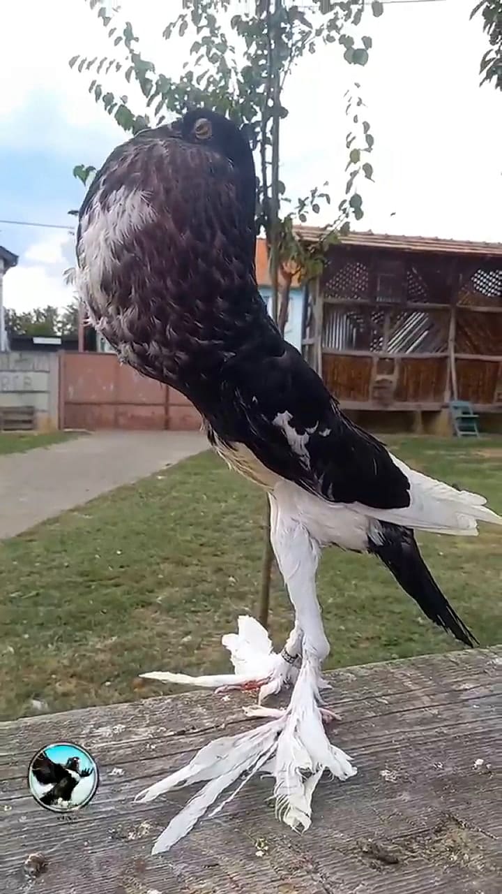 La extraña paloma que se volvió viral