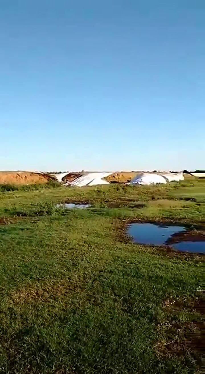 Le rompieron 10 silobolsas con alimento para las vacas: perderá $2,5 millones