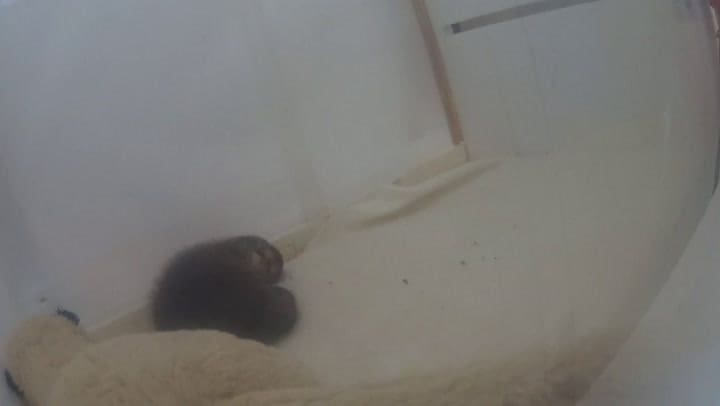 La evolución del lobito de río