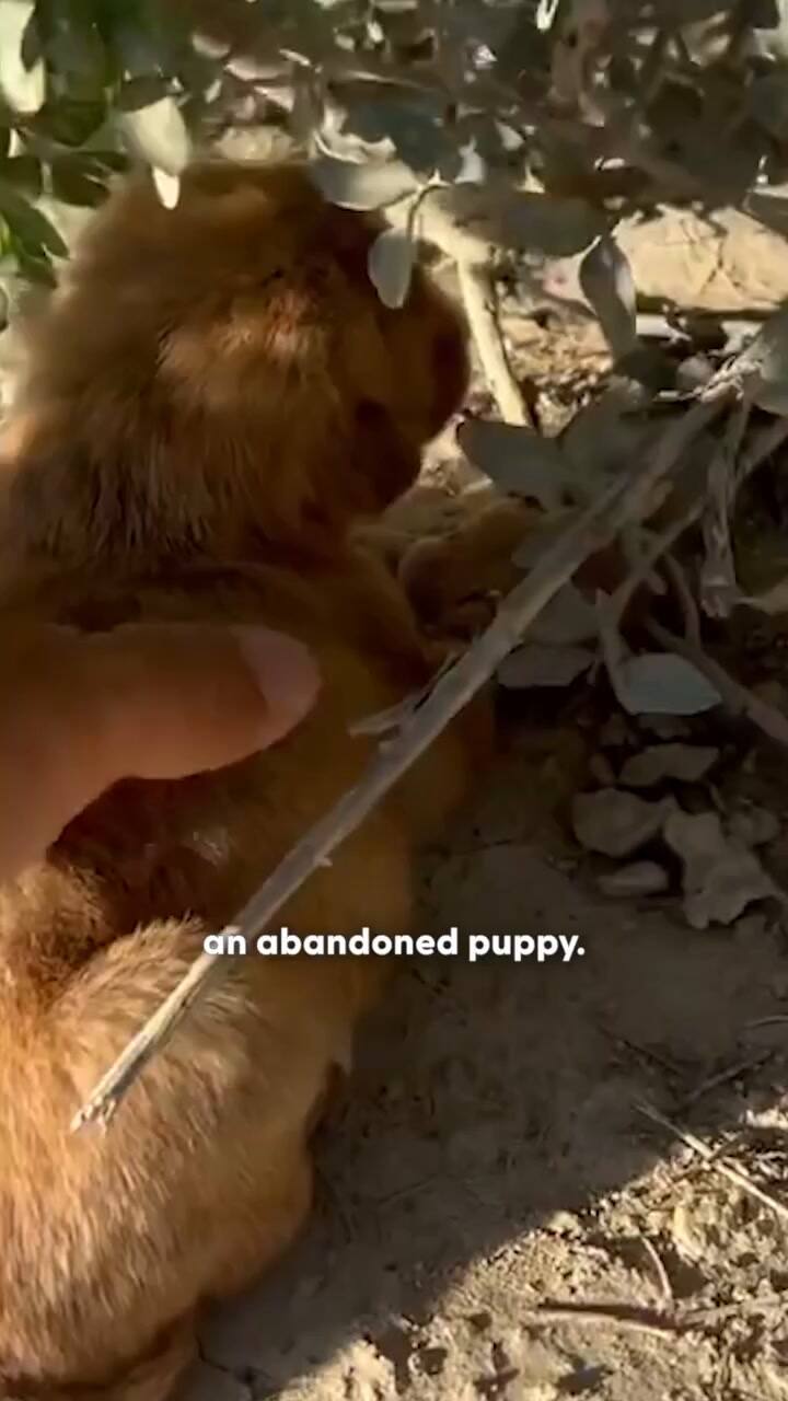 A Zena la encontraron al costado de un camino Se recuperó en compañía de otros perros.