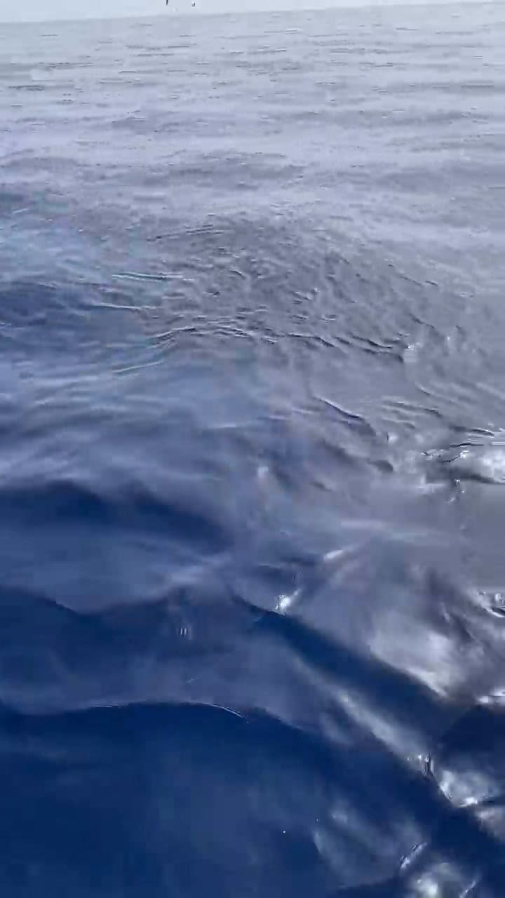 Un grupos de hombres pescaban en los Cayos de Florida y se encontraron con ballenas asesinas