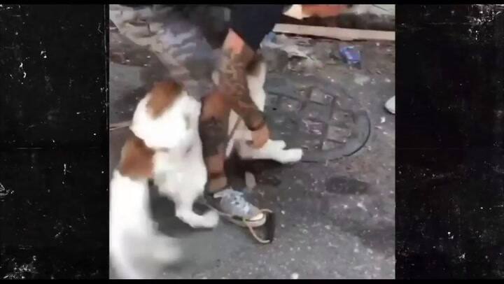 Vecinos de Beirut se reúnen con sus mascotas perdidas por la explosión