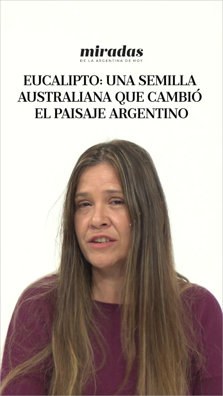 Eucalipto: una semilla australiana que cambió el paisaje argentino